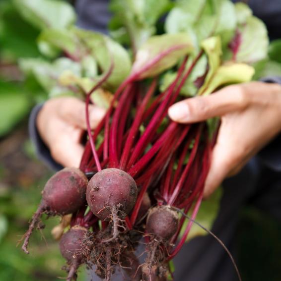 Beet Kvass