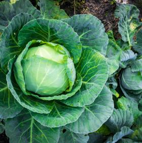 Cabbage Title page