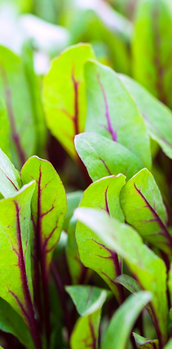 beetroot leaves